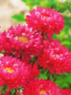 แอสเตอร์ (Aster) สีแดง / ซอง 50 เม็ด (A229)