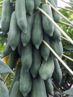 มะละกอแขกนวล ต้นเตี้ย / 50 เม็ด (ไทย)