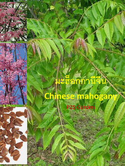 มะฮอกกานีจีน (Chinese Mahogany) หรือฟลามิงโก้ / 50 เม็ด (France)*