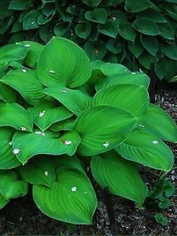 ฮอสต้า ใบเขียว / 200 เม็ด