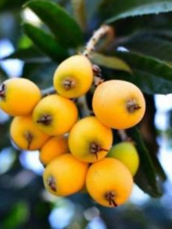 บ๊วยจีน หรือโลควอท (loquat) / 10 เม็ด (China)