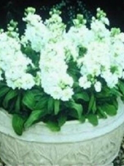 ไวโอเล็ท - ซินเดอเรลล่า ไวท์ (Violet - Cinderella White) / 25 เม็ด (UK)