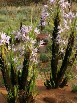 เซโรไพต้า (Xerophyta Retinervis / Black Stick Lily) / 10 เม็ด (UK)