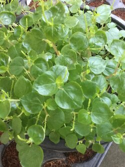 ต้นกระสัง กระถาง 6 นิ้ว กอใหญ่ / กระถาง