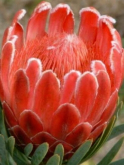 โพรเทีย (Protea Cynaroides) คละ / 300 เม็ด