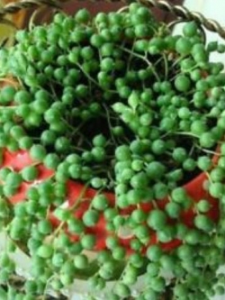 เพิร์ล คลอโรฟีทัม (Pearl Chlorophytum) สีเขียวเข้ม / 50 เม็ด