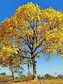 ศรีตรัง (Jacaranda mimosifolia) สีเหลือง / 5 เม็ด (Brazil)