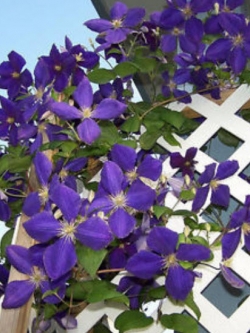 เคล็มแมททิส (Clematis) สีม่วง (A) / 100 เม็ด