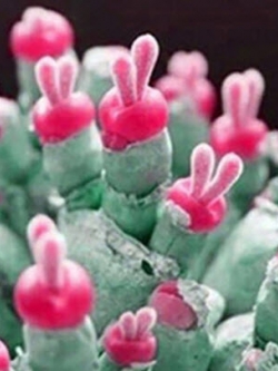 หูกระต่าย สีชมพู / 100 เม็ด (China)