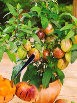 แคนตาลูปต้น (Pepino melon) / 100 เม็ด (นอก)