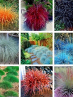 หญ้าฟาง (Fescue grass) คละสารพัดสี / 100 เม็ด