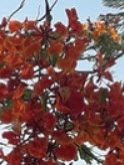 หางนกยูงฝรั่ง ดอกสีแดง ดอกใหญ่ / 10 เม็ด