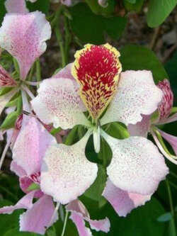 กล้วยไม้ฮ่องกง (Bauhinia Orchid - monandra) / 50 เม็ด