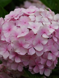 ไฮเดรนเยีย (Hydrangea) สีชมพู / 25 เม็ด