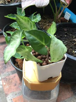 ต้นเงินไหลมาแคระ กระถางสี่เหลี่ยม 2 นิ้ว