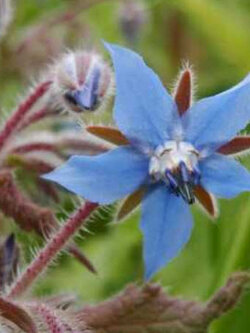 โบราจ (Borage) / 50 เม็ด (France)