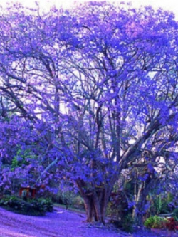 ศรีตรัง (Jacaranda mimosifolia) สีม่วง / 10 เม็ด (Australia)