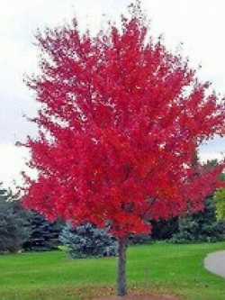 เมเปิ้ลญี่ปุ่นแดง (Japanese Red Maple tree) / 50 เม็ด