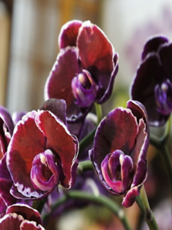 มินิ แอฟริกัน ไวโอเล็ต (Mini African Violet) สีแดง / 50 เม็ด