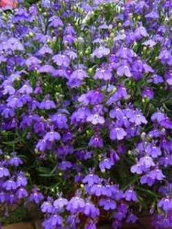 ดอกผีเสื้อ สีม่วง / 50 เม็ด