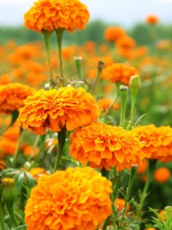 ดาวเรืองหม้อ สีส้ม / ซอง 30 เม็ด (A198)