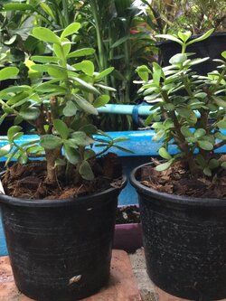 ต้นคราสซูล่า หรือต้นดูดทรัพย์ (Crassula) กระถาง 6 นิ้ว