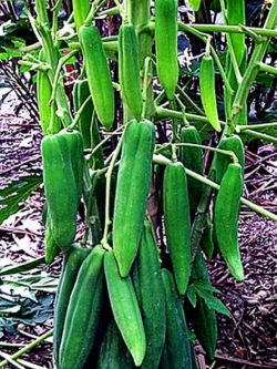 ต้นกล้ามะละกอ กลางดง สูง 30-40 ซ.ม./ ต้น