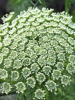 ควีน แอนส์ เลซ (Queen Anne's Lace) สีขาว / 25 เม็ด (Australia)