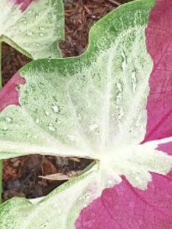 ต้นบอนสี ชายชล กระถาง 6 นิ้ว