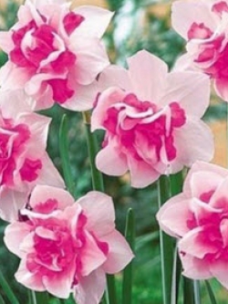 ดารารัตน์ ดอกซ้อน (Daffodil Double Duo) ชมพู-ขาว / 400 เม็ด (China)