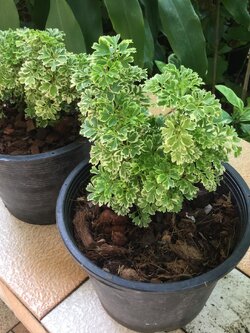 ต้นเล็บครุฑแคระ ใบด่าง กระถาง 8 นิ้ว สูง 10-20 ซ.ม.