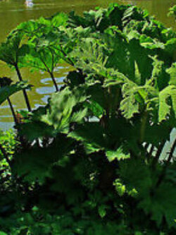 ไจแอนท์ รูห์บาบ (Giant Rhubarb) / 50 เม็ด (UK)