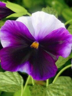 แพนซี บลูวิงส์ (Pansy blue wings) / ซอง 30 เม็ด (A288)