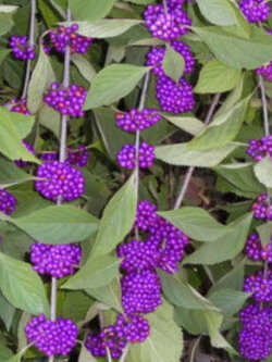 อเมริกัน บิวตี้เบอรี่ (American Beautyberry) สีม่วง / 20 เม็ด (USA)