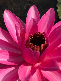 บัวสายต่างประเทศ (Night Blooming Water Lily) ชมพู 200 เม็ด / ซอง