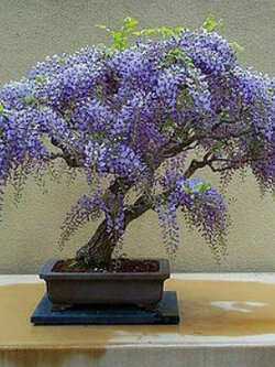 วิสทีเรียต้น บอนไซ / 10 เม็ด (Portugal)