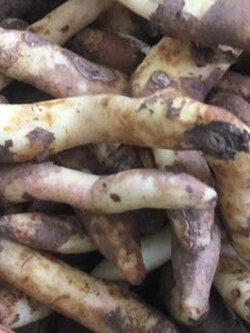 หัวต้นดองดึง (Flame lily / Climbing lily) คละ / หัว