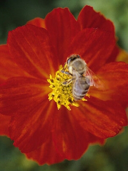 ดาวกระจาย คอสมิค เรด (Cosmos - Cosmic Red) / 75 เม็ด (UK)