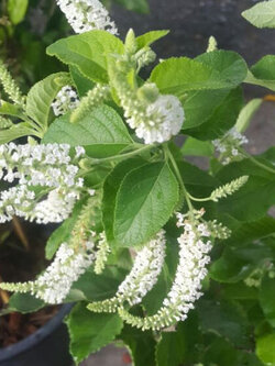 ต้นราชาวดี ดอกขาว สูง 30-50 ซ.ม. / ต้น