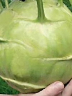 กะหล่ำปมยักษ์ (Giant Kohlrabi) / 250 เม็ด (Ukraine)
