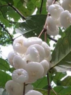 ต้นชมพู่เพชรนางฟ้า สูง 55-70 ซ.ม.