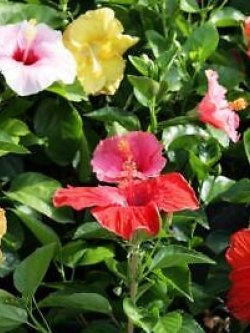 โรส ออฟ ชารอน (Rose of Sharon) หรือดอกมูกุงฮวา (Mugunghwa) คละ / 5 เม็ด (UK)