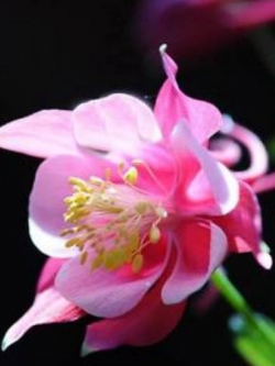 โคลัมบายน์ พิ้งค์ (Pink Aquilegia / Columbine) / 50 เม็ด