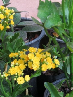 ต้นกุหลาบหิน (Kalanchoe) สีเหลือง ซ้อน Size-M / ต้น