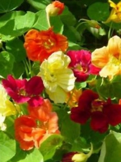 แนสเตอเตียม (Nasturtium) ซ้อน คละสี / 10 เม็ด (Ukraine)