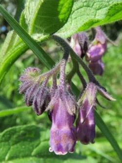 คอมเฟรย์ (Comfrey) พืชสมุนไพรยอดนิยม / 25 เม็ด (Spain)
