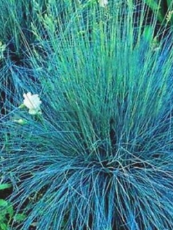 หญ้าสับปะรด (Pineapple grass) สีม่วง-เขียว / 100 เม็ด