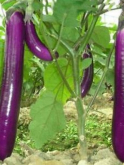 มะเขือยาวม่วง / 700 เม็ด (นอก)