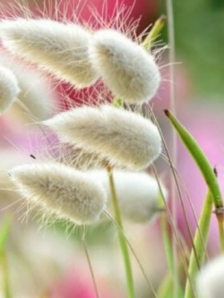 หญ้าหางกระต่าย (Bunny's Tail Grass) / 1,200 เม็ด (France)*