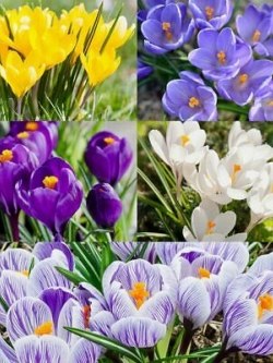 หญ้าฝรั่น (Saffron / Crocus) คละ / 50 เม็ด (Russia)